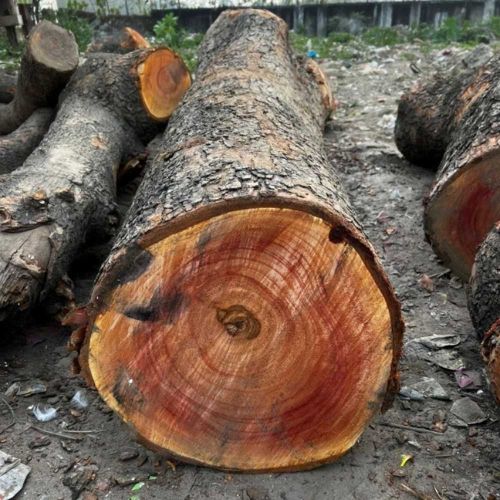 Non Grinded Pure Red Sandalwood Logs, Moisture : 2%