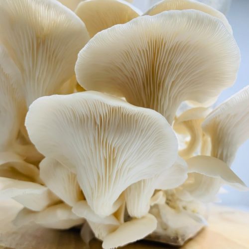 Organic Fresh Oyster Mushroom, Packaging Size : 500g, 1Kg, 5Kg