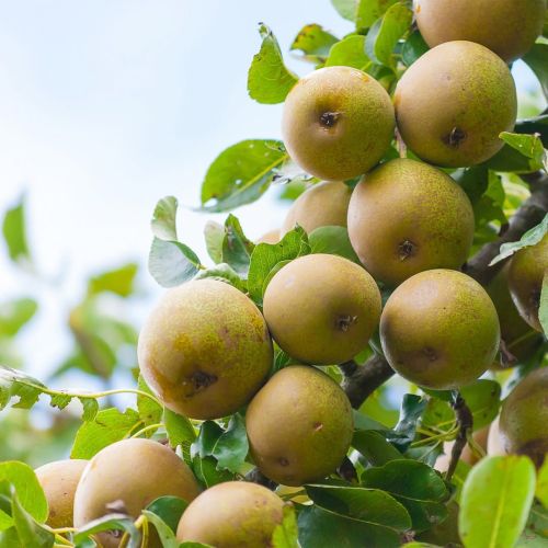 Green Organic Fresh Pears for Human Consumption