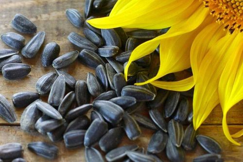 Natural Black Sunflower SeedsĀ , Packaging Type : PP Bag