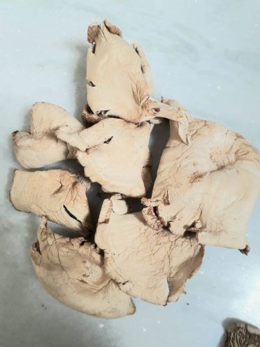 White Natural Dry Oyster Mushroom