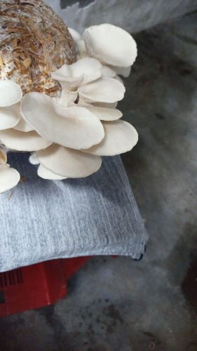 White Natural Oyster Mushroom