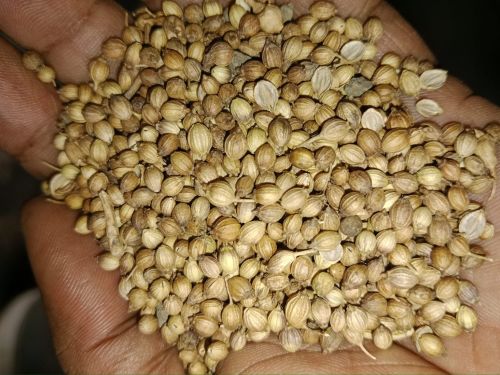 Coriandrum Sativum Plant Coriander Seeds for Utilized In Indian Food