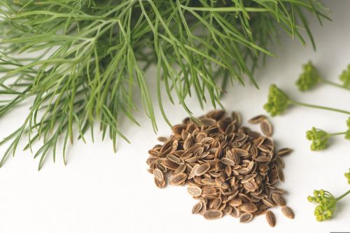 Dill Seeds, Packaging Type : Plastic Packet