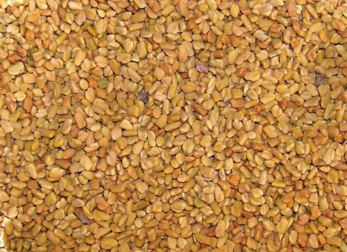 Fenugreek Seeds, Shape : Hard Precise