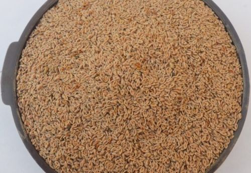 Psyllium Seeds for Dietary Fiber Supplement