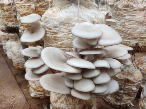 Gray Organic Fresh Oyster Mushrooms, Packaging Size : 1Kg, 5Kg