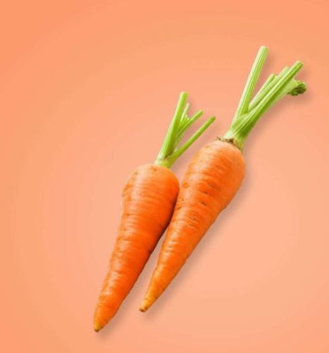 Fresh Carrot for Cooking, Snacking, Juicing
