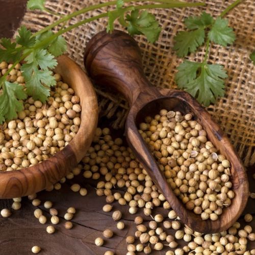 Plant-based Coriander Seeds