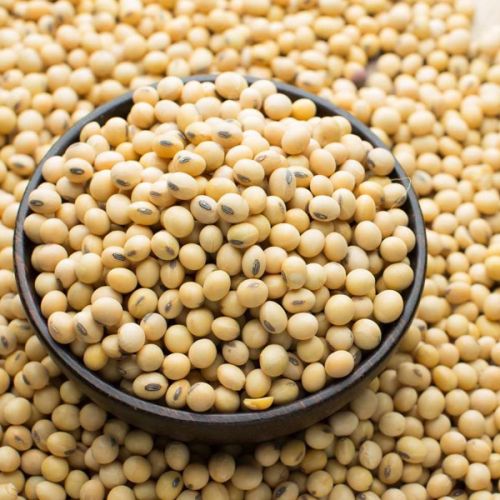 Soya Bean Seeds, Packaging Type : Plastic Packet