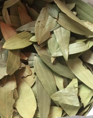 Bay Leaves, Packaging Type : 10Kg, 20Kg, 25Kg PP Bag, Box