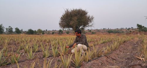 Decorative Natural Fresh Aloevera Plant, Bloom Time : Spring, Summer