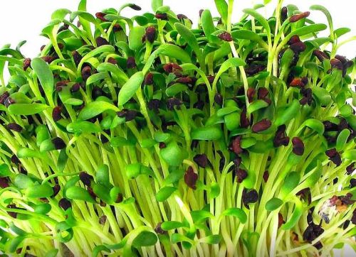 Alfalfa Hay, Color : Green