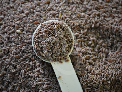 Psyllium Seeds, Packaging Type : Bag, Container