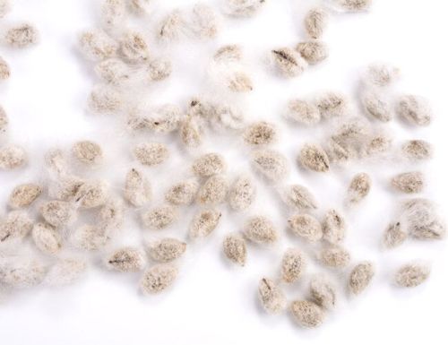 Natural Cotton Seed, Packaging Type : Bulk Packaging for Oil Extraction