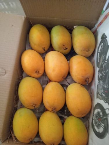 Natural Fresh Alphonso Mango, Packaging Type : Corrugated Box