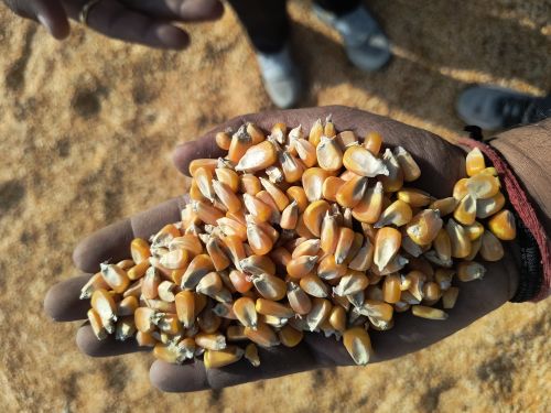 Yellow Maize Seeds, Form : Maharashtra, Moisture : Below 14%
