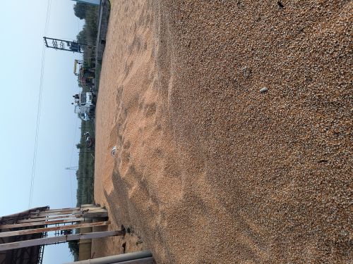 Organic Yellow Maize, Packaging Size : 50Kg