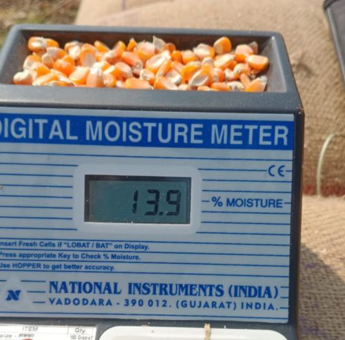 Durvankur Natural Maize Seeds, Packaging Size : 50Kg