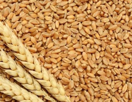 50 Kg Wheat, Packaging Type : Jute Bag, Cultivation Type : Natural