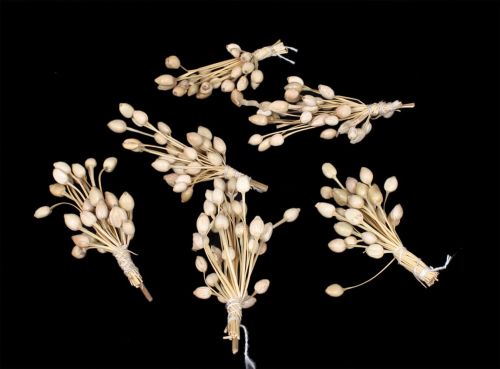 Plastic Artificial Off White Moti Bunch for Home Decor