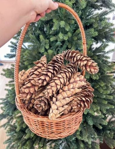 Dried Brown Long Pine Cone, Packaging Type : Plastic Bags