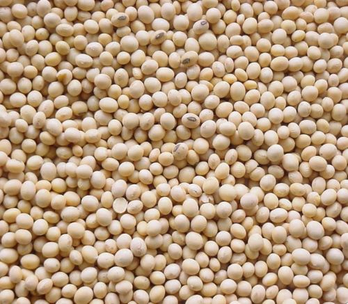Dry Soybean Seeds, Color : Light Brown, Packaging Type : Bag