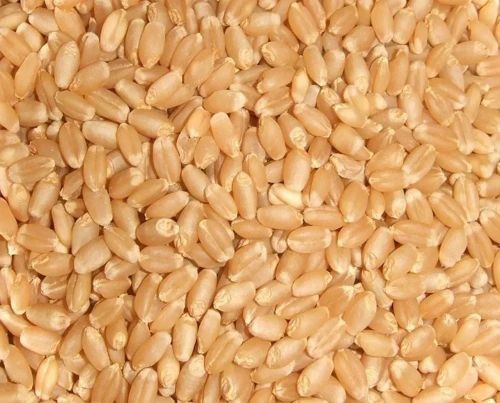 High Protein Sharbati Wheat, Color : Light Golden, Purity : 100%