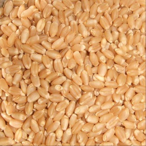 50 Kg Mill Quality Lokwan Wheat for Atta & Bakery, Purity : 99%