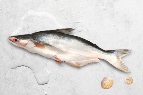 Pangasius Fish, Color : WHITE