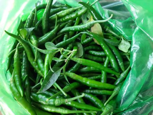 Fresh G4 Green Chilli, Packaging Type : Plastic Bag for Cooking