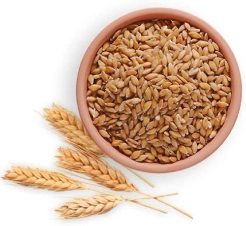 Organic Milling Wheat Grain for Cooking, Baking