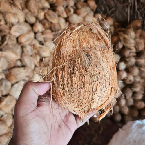 Fresh Coconut, Color : Brown, Grade : High Grade