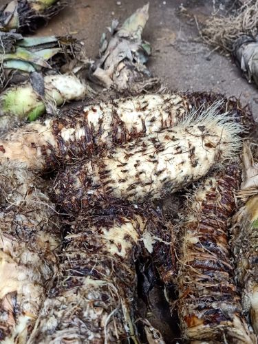 Bromelain Powder, Botanical Name : Ananas Comosus