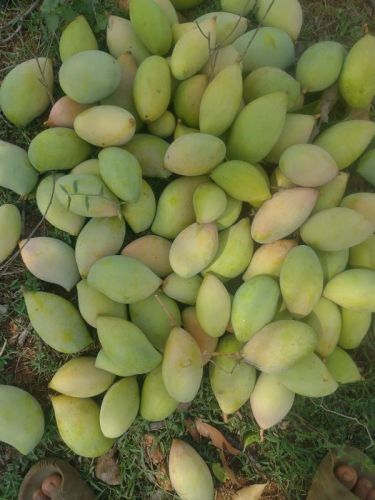 Green Organic Fresh Totapuri Mangoes, Packaging Size : 5Kg