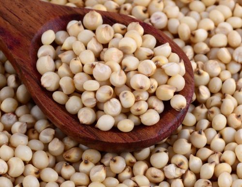 Organic White Sorghum, Packaging Size : 25kg, 50Kg