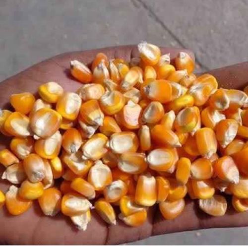 Yellow Maize, Seed Type : Hybrid