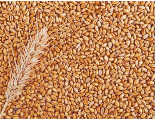 50 Kg Wheat for Flour, Food, Snacks, Cooking, Bakery Products