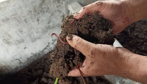 Organic Vermicompost, Color : Brown for Agriculture Garden