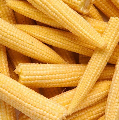 Fresh Baby Corn for Cooking, Food Industries, Human Consumption