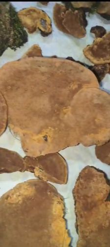 Kashmir Yellow Natural Mulberry Mushroom for Medicinal, Snacking