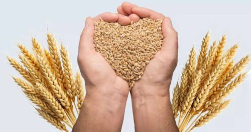 30 Kg Milling Wheat for Flour, Food, Cooking, Bakery Products