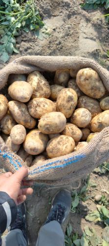 Potato, Packaging Type : Jute Bag, Packaging Size : 50Kg