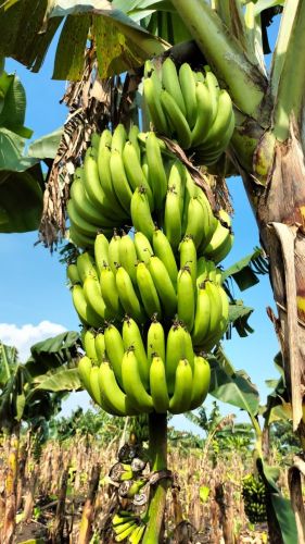 Raw Green Banana, Cultivation Type : Natural Corrugated Box