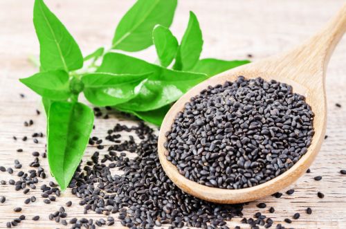 Black Basil Seeds, Seed Type : Natural, Packaging Type : PP Bag