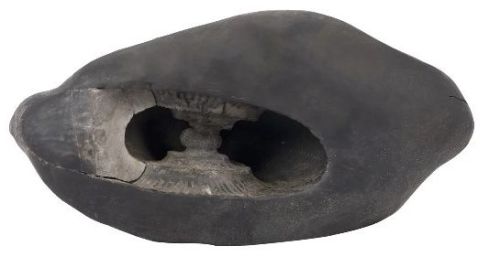 Exotic Matsya Maha Laxmi Narayana Hayagriva Shaligram Murti