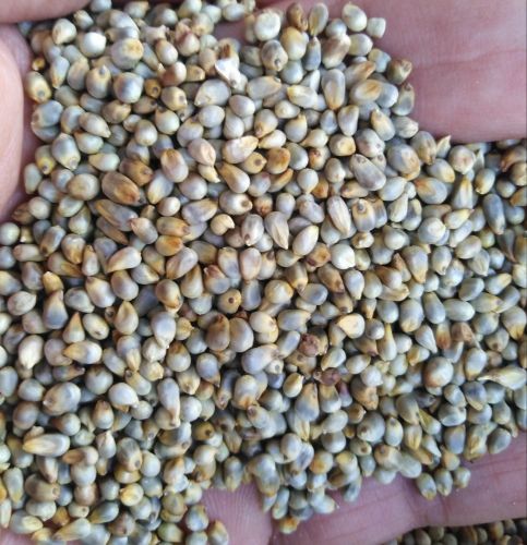Bajra Millet Seeds, Color : Natural Brown for Healthy Meal Cooking