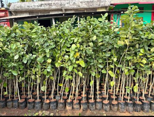 Red Sandalwood Plants, Flower Color : Green for Gardening