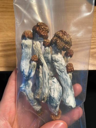 Natural Magic Mushroom, Color : Dark Brown, Dark Brown