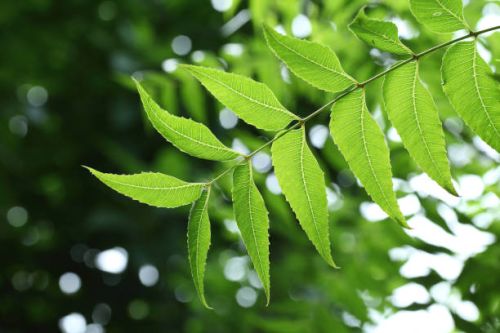 Neem Leaves, Cultivation Type : Natural